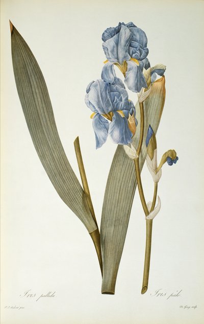Iris Pallida, from 